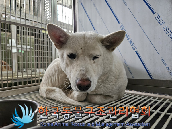 종료(안락사) 믹스…